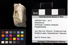 Foto (Objket + Etiketten) von Discutiolira sp. 